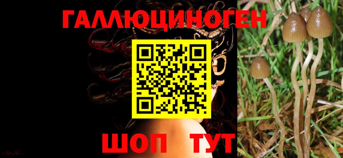 Галлюциногенные грибы Psilocybine cubensis Златоуст